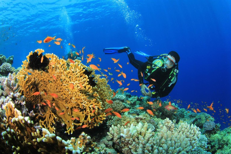 Scuba Diving in Andaman Nicobar