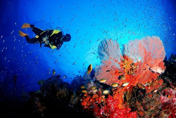 Snorkelling At North Bay Island (Port Blair) At Shore