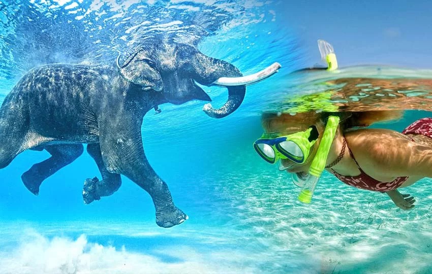 Deep sea Snorkelling at Elephant Beach