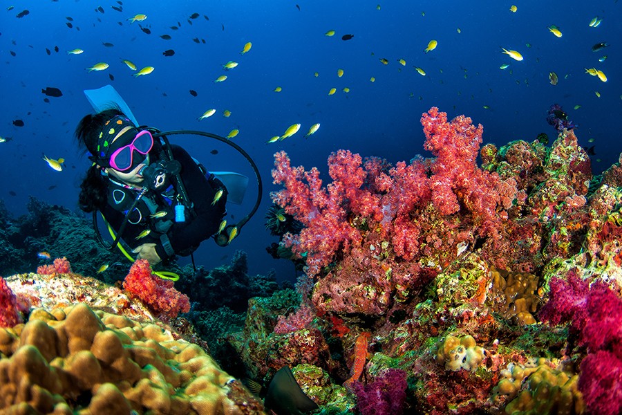 Snorkelling At Nemo Beach At Shore