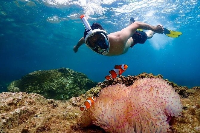 Snorkelling At Nemo Beach At Shore