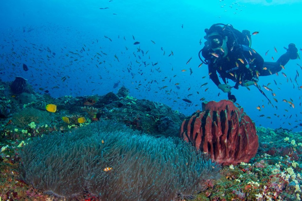 Shore Dive (Try Dive) in Havelock Island