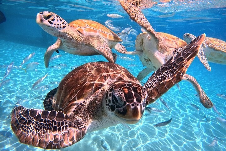 Boat Diving At Turtle Beach (Try Dive) in Havelock Island