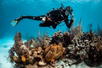 Wreck Dive Specialty for 1 Dive in Havelock Island