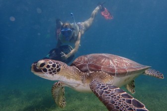 Charter Boat Trip To Turtle Beach For Snorkelling And Picnic