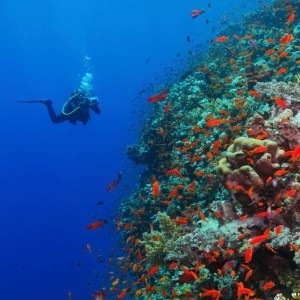 Snorkelling At Tribe Gate By Boat