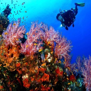 Snorkelling At Nemo Beach At Shore