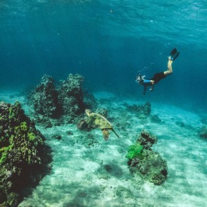 Snorkelling And Picnic Trip To Turtle Beach On Sharing Basis