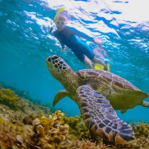 Charter Boat Trip To Turtle Beach For Snorkelling And Picnic