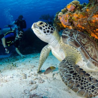 Boat Diving At Turtle Beach (DSD - PADI Program) in Neil Island