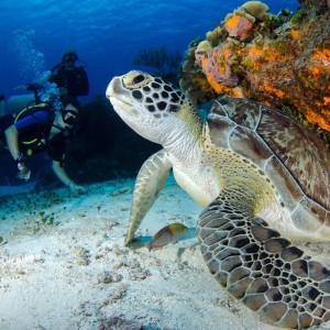 Boat Dive (DSD - Discover Scuba Dive, PADI Program)